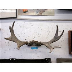26" Moose Antlers