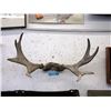 Image 1 : 26" Moose Antlers