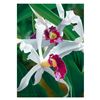 Image 1 : Captivating Cattleya by Davis, Brian