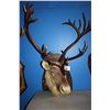 Image 1 : TAXIDERMY WALL MOUNT CARIBOU