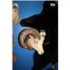 Image 1 : TAXIDERMY WALL MOUNT BIG HORN MOUNTAIN GOAT