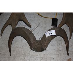 WALL MOUNT MOUNTAIN GOAT HORNS