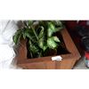 Image 1 : ARTIFICIAL PLANT IN WOOD PLANTER
