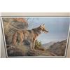 Image 2 : EVENING CALM COYOTE LEP BY JORGE J MAYOL 23667