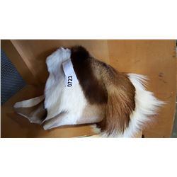 BLESBOK HIDE
