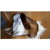 Image 1 : BLESBOK HIDE