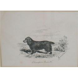 PALMER, James Lynwood, 1868-1941.  "Champion Frank".  Encre, signée.  École anglaise....