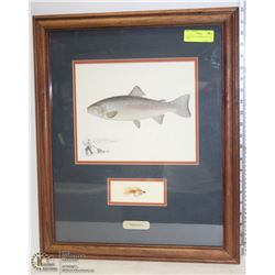 TRIDEUS FIGI RAINBOW TROUT DU 311 BY