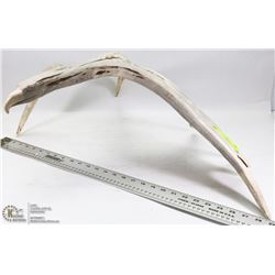 'MOOSE ANTLER EAGLE CARVING, ONE TIP HAS DAMAGE