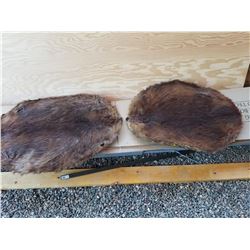 Pair of tanned Beaver Pelts.