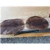 Image 1 : Pair of tanned Beaver Pelts.
