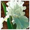 Image 1 : Solitary White Iris by Davis, Brian