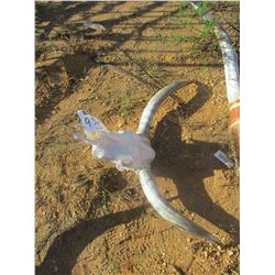 BULL HORN W/SKULL (C6)