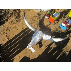 LONG HORN SKULL (C6)