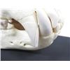 Image 2 : Large Bear Skull. Length 14" (with Display Case)