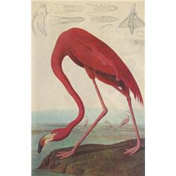 Vintage Audubon Print, Pink Flamingo