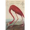 Image 1 : Vintage Audubon Print, Pink Flamingo