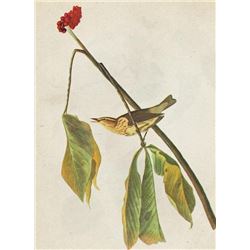 c1946 Audubon Print, #19 Louisiana Water Thrush