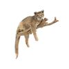 Image 1 : Lynx Full Body Trophy Wall Mount On Tree Limb. Length 30"