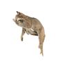 Image 2 : Lynx Full Body Trophy Wall Mount On Tree Limb. Length 30"