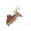Image 2 : Common Red Buck Deer Shoulder Trophy Mount (8 Pt).