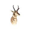 Image 2 : Prong Horn Antelope Shoulder Trophy Mount. Height 33"