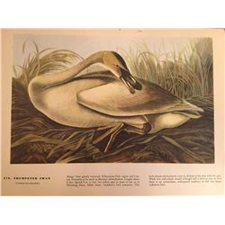 c1946 Audubon Print, Trumpeter Swan #376