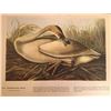 Image 1 : c1946 Audubon Print, Trumpeter Swan #376