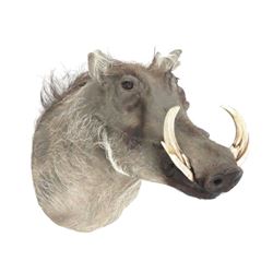 Warthog Head Trophy Mount