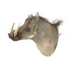 Image 2 : Warthog Head Trophy Mount