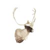 Image 1 : Caribou Shoulder Trophy Mount