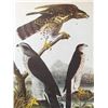 Image 1 : c1946 Audubon Print, #141 Goshawk