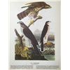 Image 2 : c1946 Audubon Print, #141 Goshawk