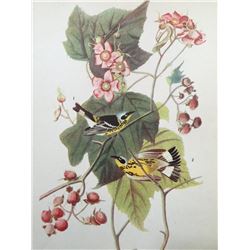 c1946 Audubon Print, #123 Magnolia Warbler