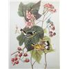 Image 1 : c1946 Audubon Print, #123 Magnolia Warbler