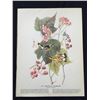 Image 2 : c1946 Audubon Print, #123 Magnolia Warbler