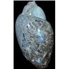 Image 1 : 173 Cts Natural Loose Gemstone173 Cts Natural Fossil Shell Loose Gemstone