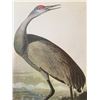 Image 1 : c1946 Audubon Print, #261 Sandhill Crane