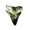 Image 1 : Prehistoric Megalodon Shark Tooth Specimen
