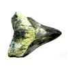 Image 2 : Prehistoric Megalodon Shark Tooth Specimen