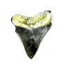 Image 3 : Prehistoric Megalodon Shark Tooth Specimen