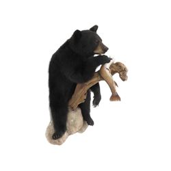 Full Body Black Bear With Fish Trophy Wall Mount