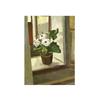 Image 1 : Feier, Péter, Flower in the Window 