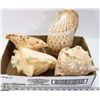 Image 1 : 4 LARGE CONCH SHELLS
