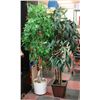 Image 1 : 2 ARTIFICIAL TREES, APPROX 6' TALL EACH
