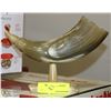 Image 1 : ORNAMENTAL BULL HORN