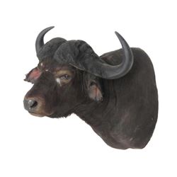 Water Buffalo Shoulder Trophy Mount. Height 36"; Horns 36"