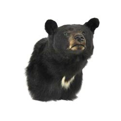 Black Bear Shoulder Trophy Mount. Height 22"