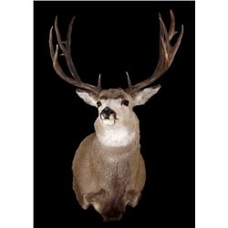Montana Mule Deer Taxidermy Shoulder Mount