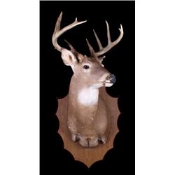 Montana Whitetail Deer Shoulder Trophy Mount